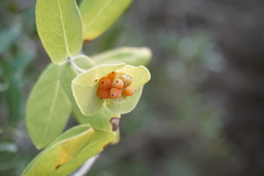 Lonicera implexa
