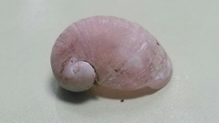 Limneria prolongata