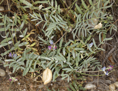 Astragalus nutans