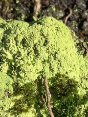 Chaenotheca furfuracea