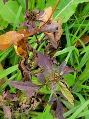 Bidens tripartita