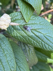 Muscoidea