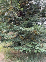 Sequoia