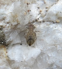 Cerobasis