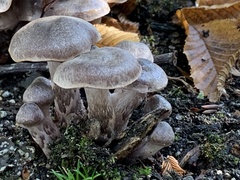 Armillaria sinapina