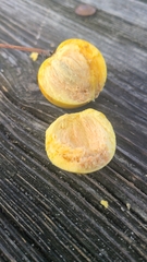 Ximenia americana