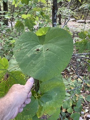Aristolochia macrophylla