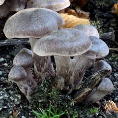 Armillaria sinapina