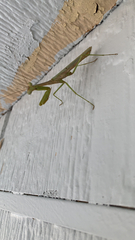 Stagmomantis carolina