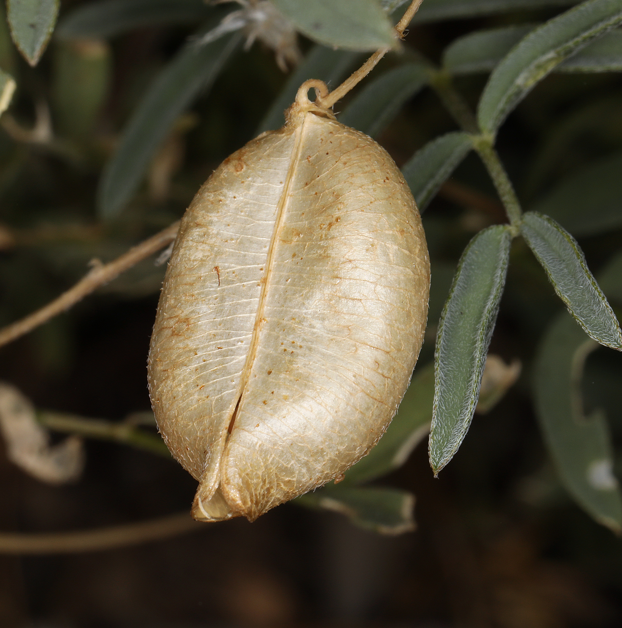 Astragalus nutans