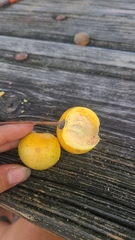 Ximenia americana