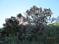 Leucospermum conocarpodendron conocarpodendron