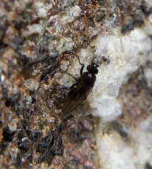 Sphaeroceridae