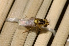 Thaumatomyia glabra