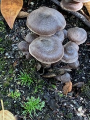 Armillaria sinapina