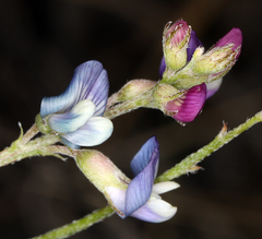 Astragalus nutans