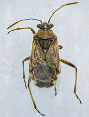 Arhyssus scutatus
