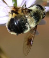 Eristalis anthophorina