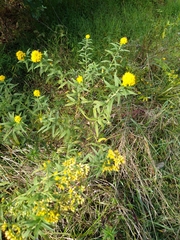 Solidago lancifolia