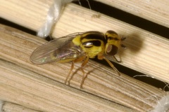 Thaumatomyia glabra