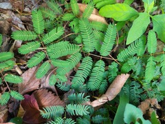 Mimosa nuttallii