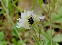 Coccinula quatuordecimpustulata