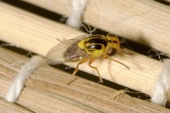 Thaumatomyia glabra