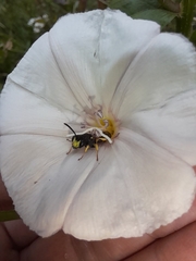 Cerceris