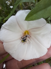 Cerceris