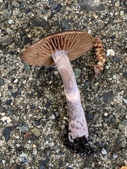 Armillaria sinapina