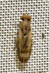 Opomyza germinationis