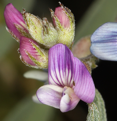 Astragalus nutans