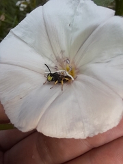 Cerceris