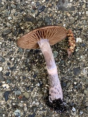 Armillaria sinapina