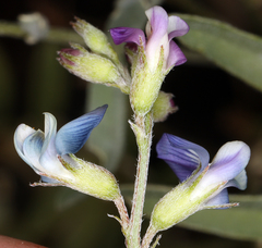 Astragalus nutans