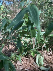 Dichanthelium boscii