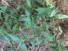 Dichanthelium boscii