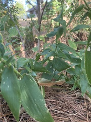Dichanthelium boscii