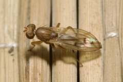 Opomyza florum