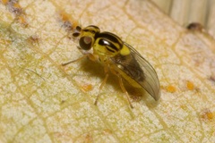 Thaumatomyia glabra