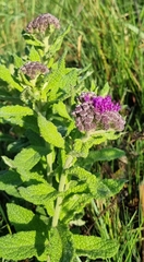 Pseudopegolettia tenella