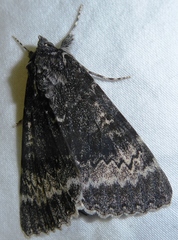 Catocala grotiana