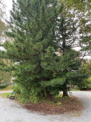 Sciadopitys verticillata