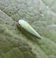 Graphocephala atropunctata