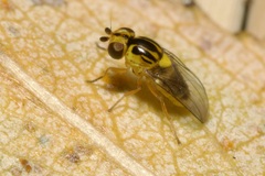 Thaumatomyia glabra