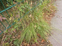 Carex divulsa