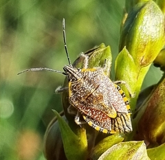 Agonoscelis versicoloratus