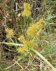 Cyperus strigosus