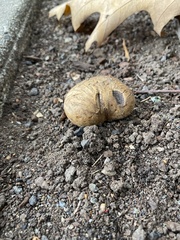 Scleroderma citrinum