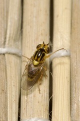 Thaumatomyia glabra